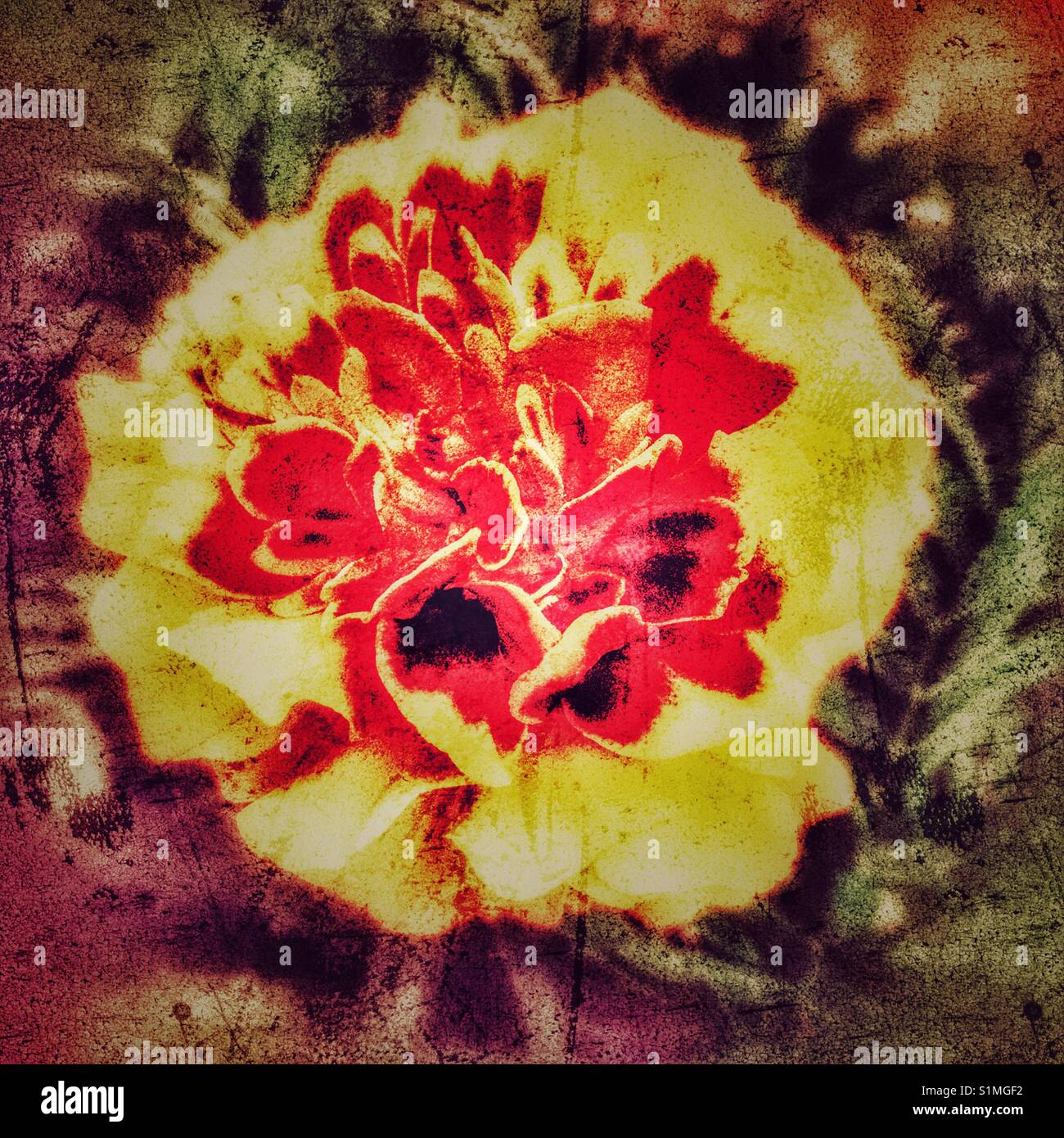 Marigold flower - Smartphone Captured Stock Image