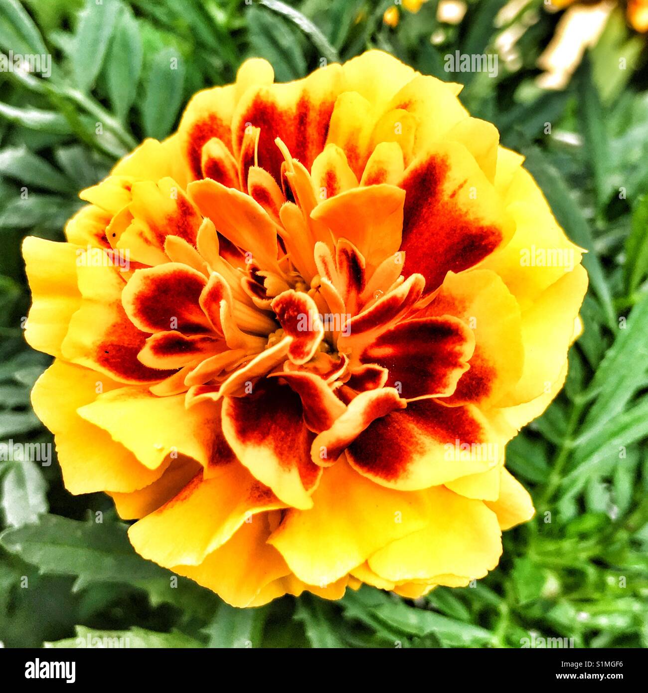 Marigold - Smartphone Captured Stock Image