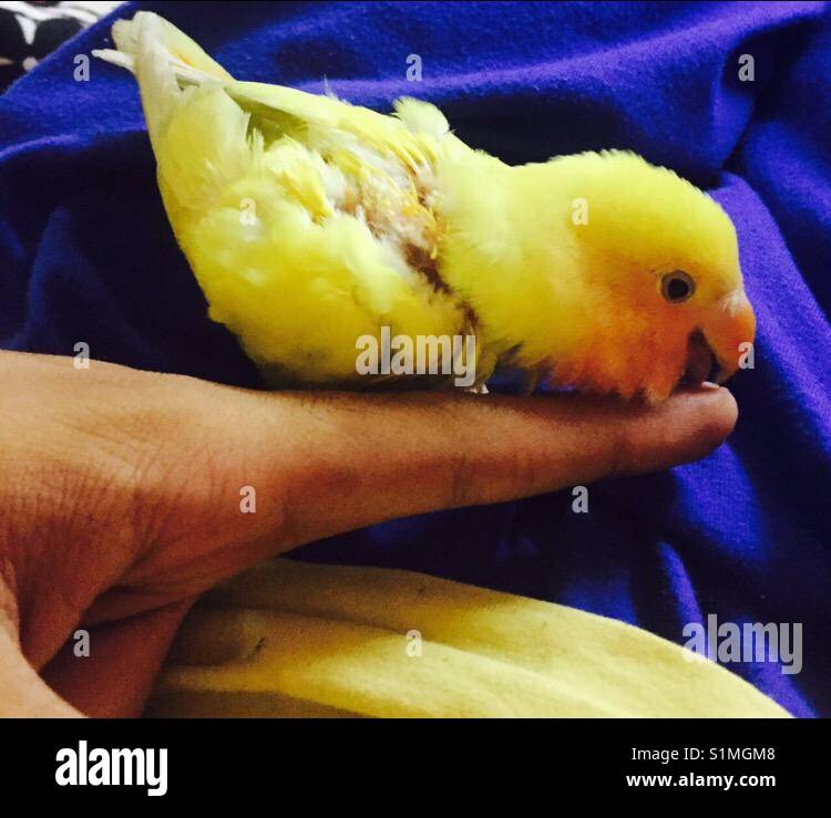 Baby African love bird Stock Photo Alamy