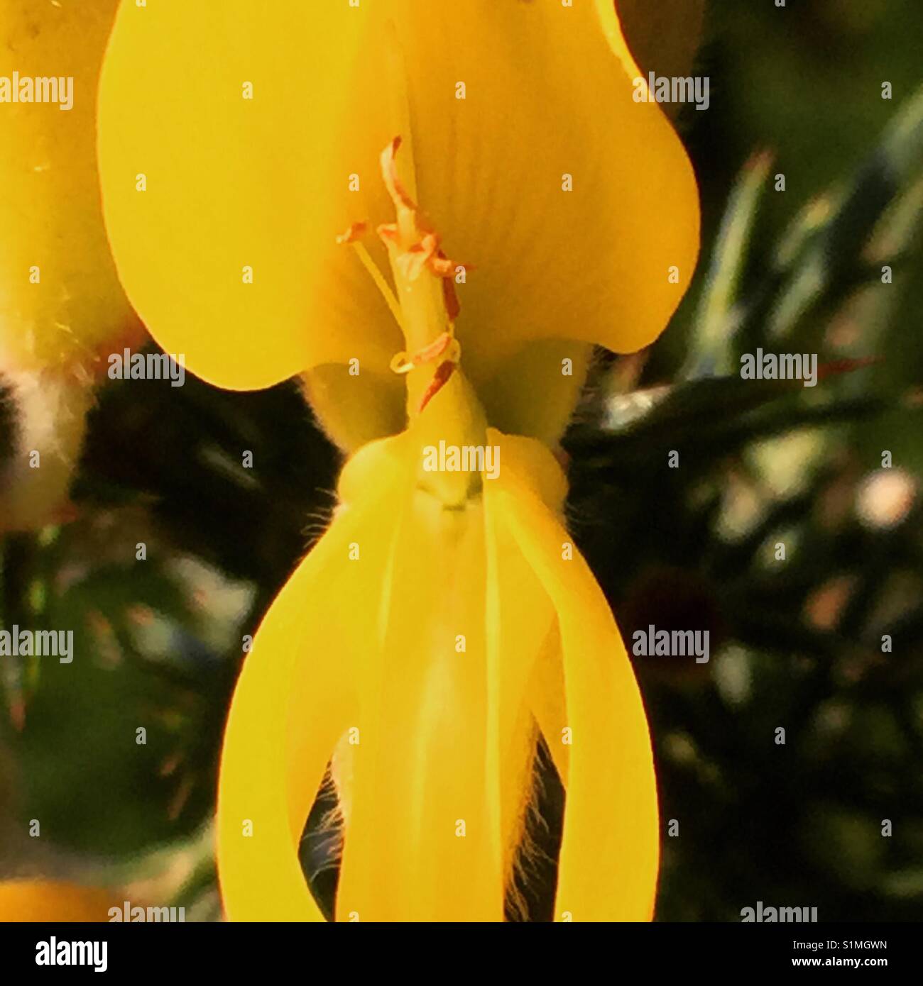 Yellow flower close up Stock Photo