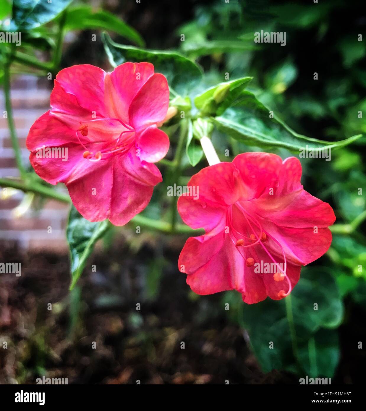 Vibrant pink Four O'clock blooms in the summer garden, Mirabilis jalapa
