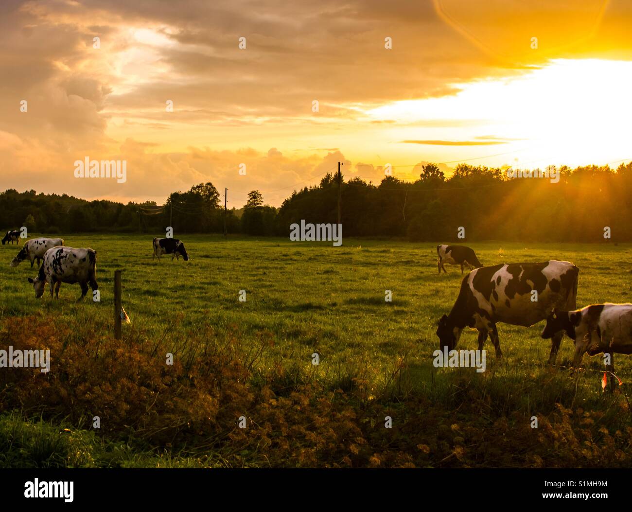 Till the cows come home hi-res stock photography and images - Alamy