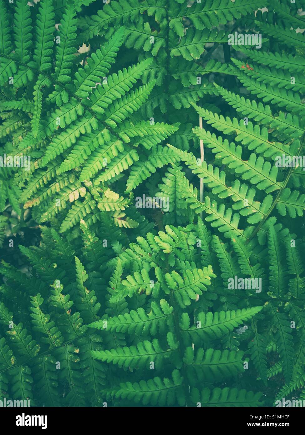 Green fern leaves Stock Photo