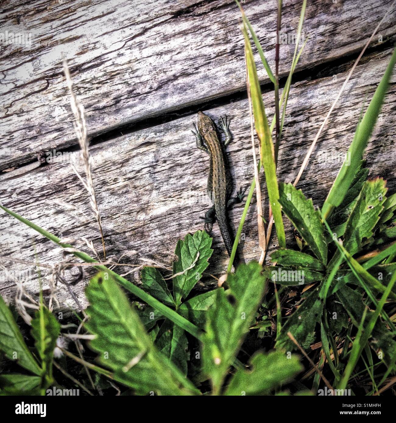 Lizard on a log - Smartphone Captured Stock Image