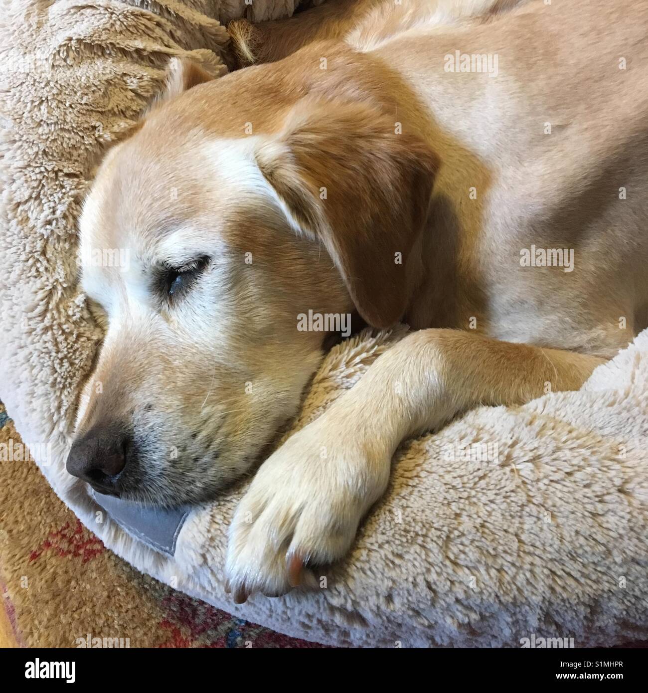 Blonde senior Labrador Dog sleeping in her bed Stock Photo