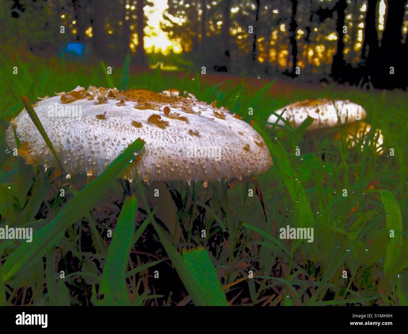 Mowers mushroom with green lawn, tree line, and evening sun - Smartphone Captured Stock Image
