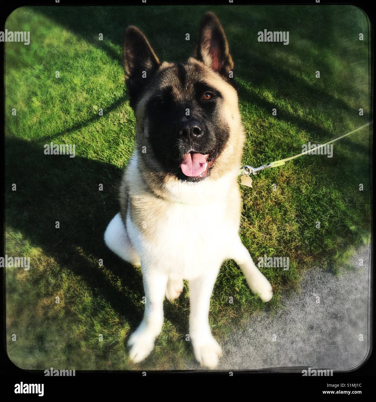Gorgeous Akita sitting - Smartphone Captured Stock Image