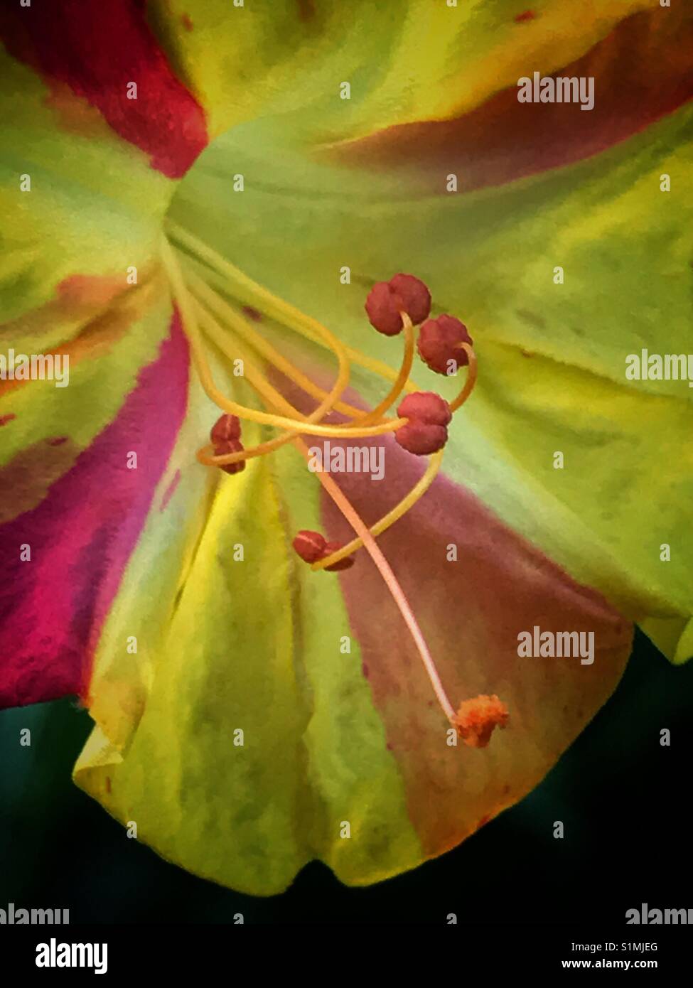Four O'clock flower with delicate stamens, Mirabilis jalapa, macro shot - Smartphone Captured Stock Image