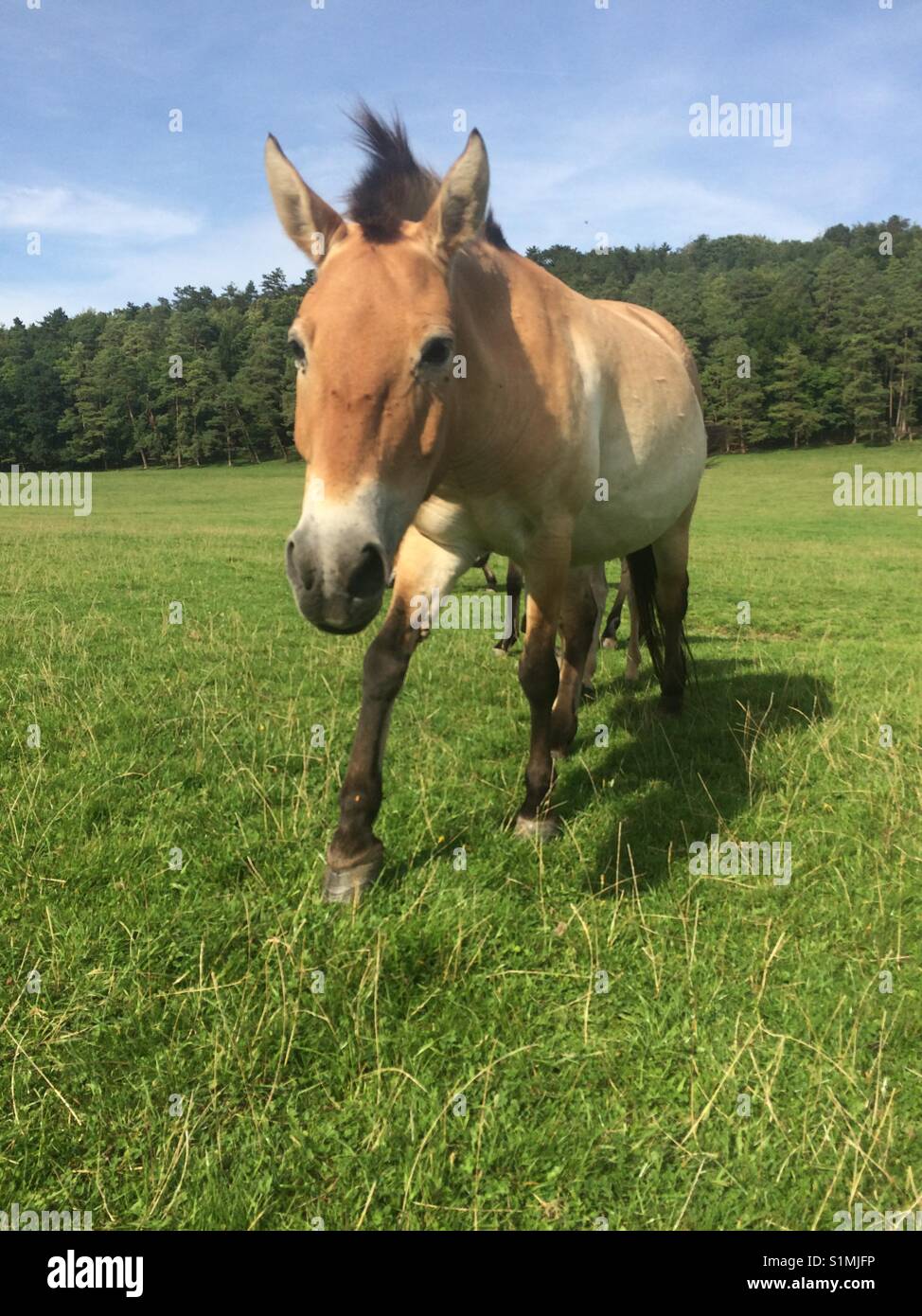 Przewalski horse Stock Photo