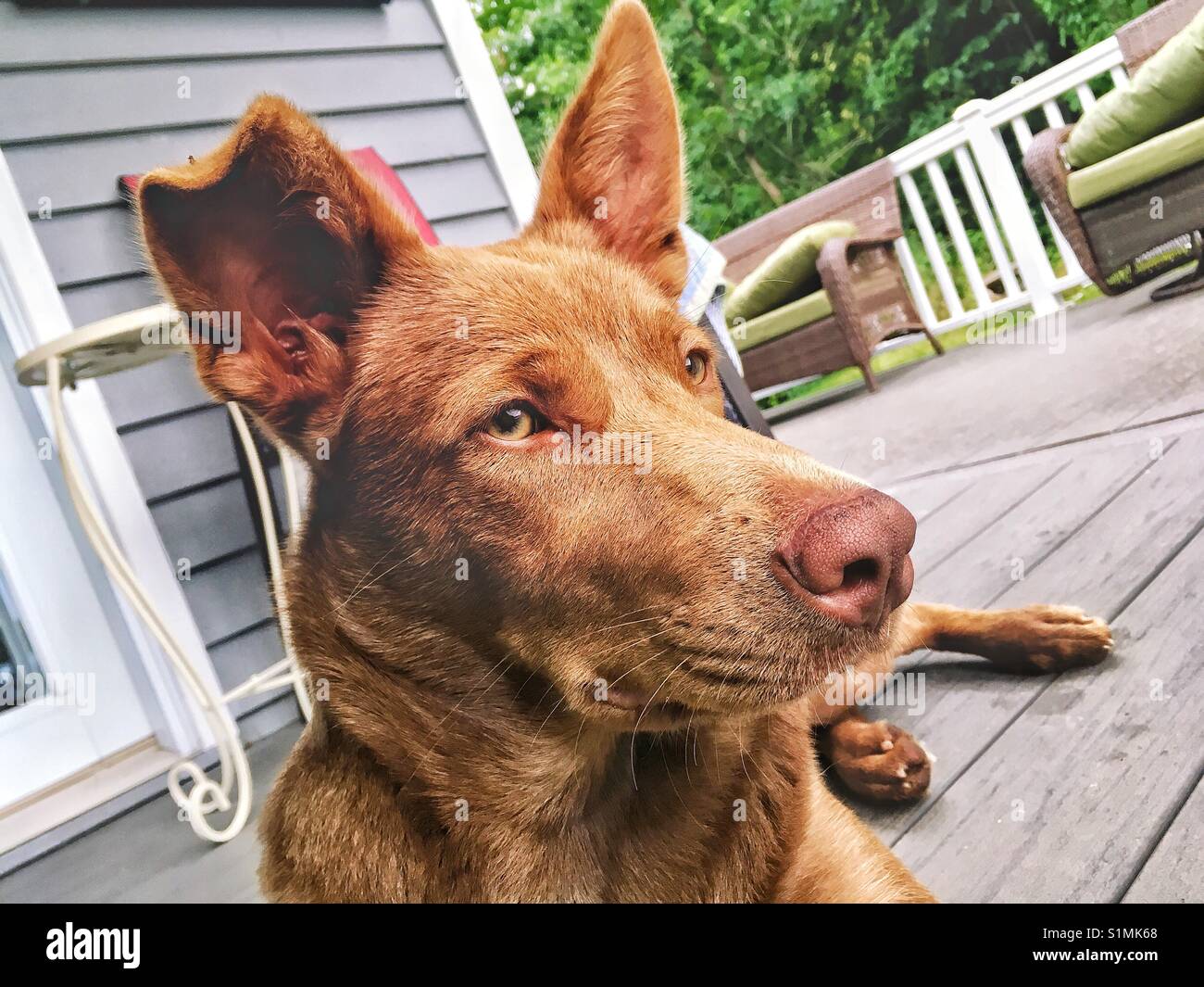 Dog at the porch - Smartphone Captured Stock Image