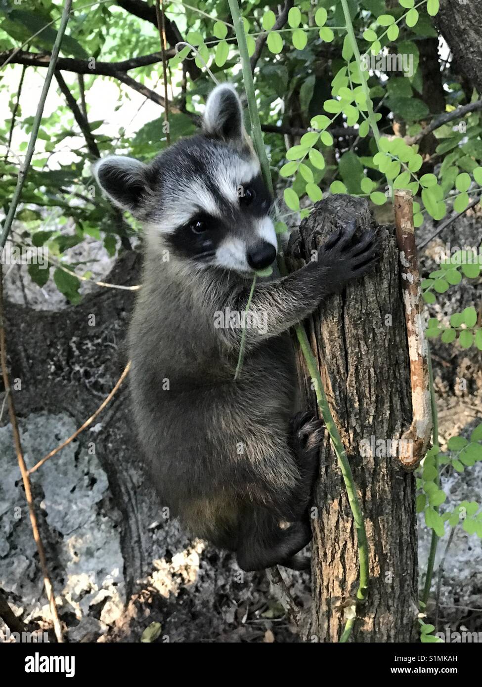 Raccoon baby Stock Photo