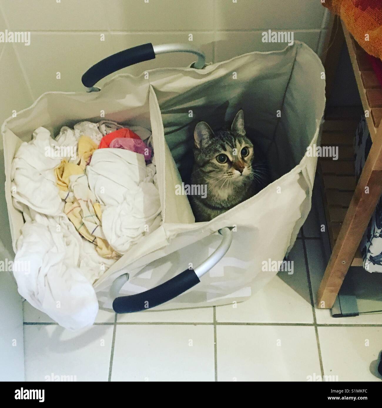 The cat needs a wash Stock Photo Alamy