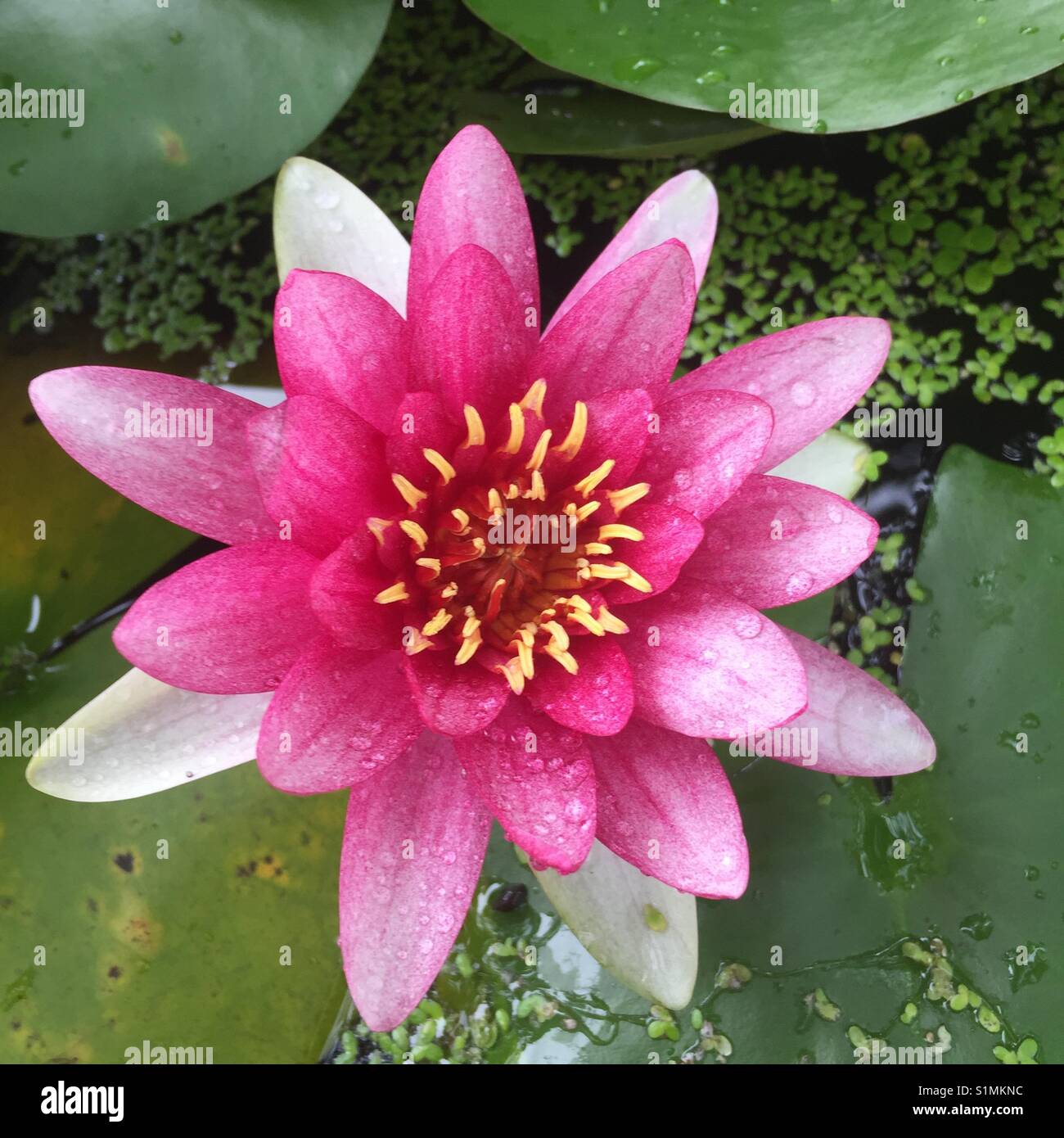 Water lily blooming outsides Stock Photo Alamy