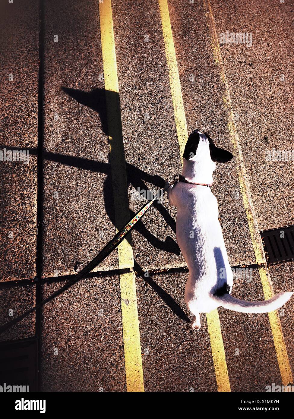 Jack Russell Terrier dog walking along yellow lines on a sunny day. - Smartphone Captured Stock Image