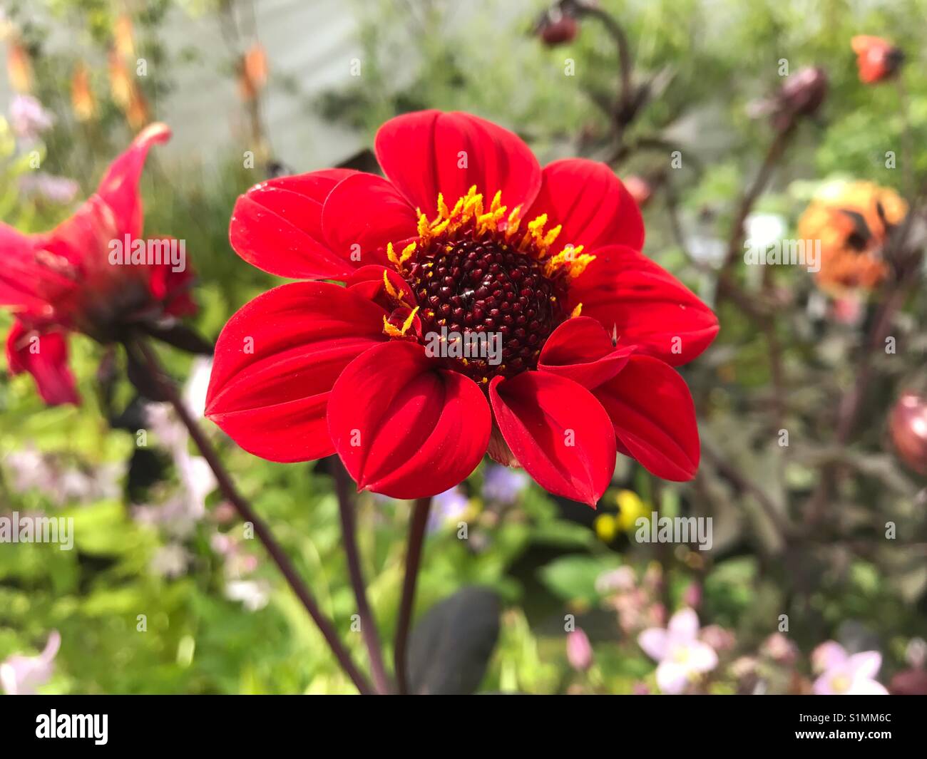 Red flower with yellow stamens Stock Photo