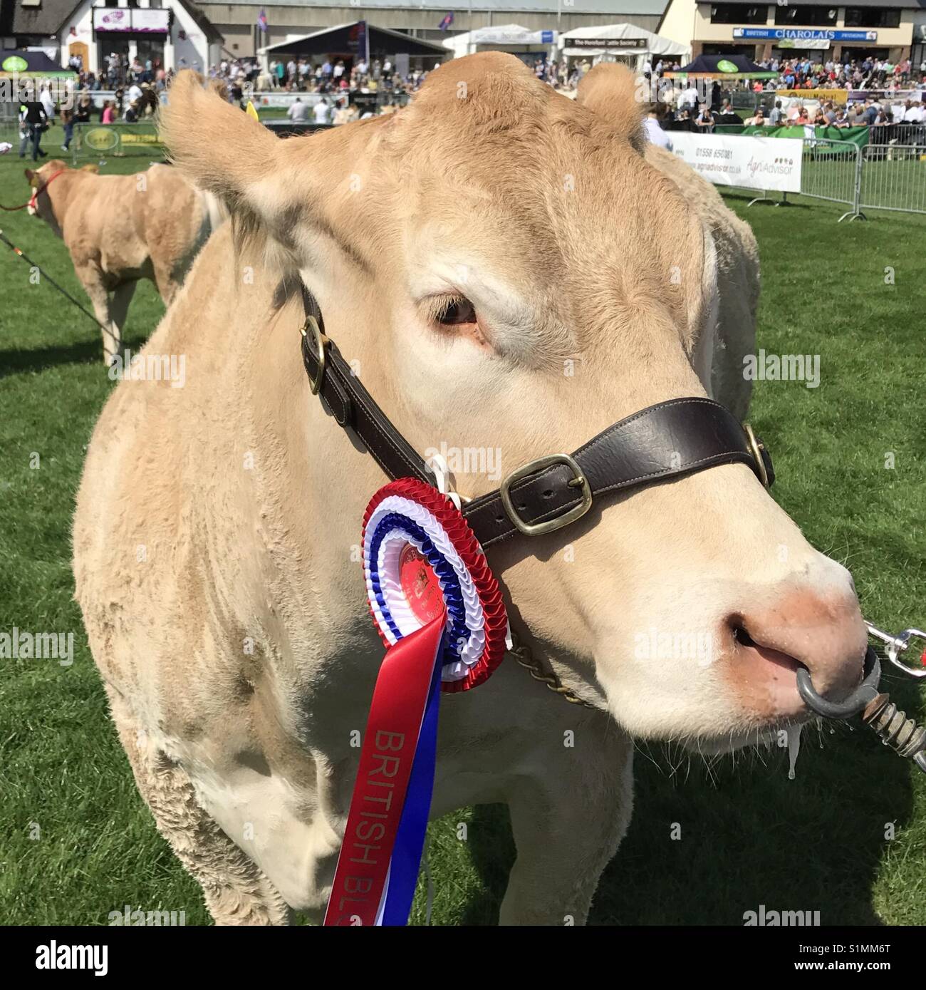 Bull -British Blonde- with rosette at the Royal Welsh Show 2017 - Smartphone Captured Stock Image