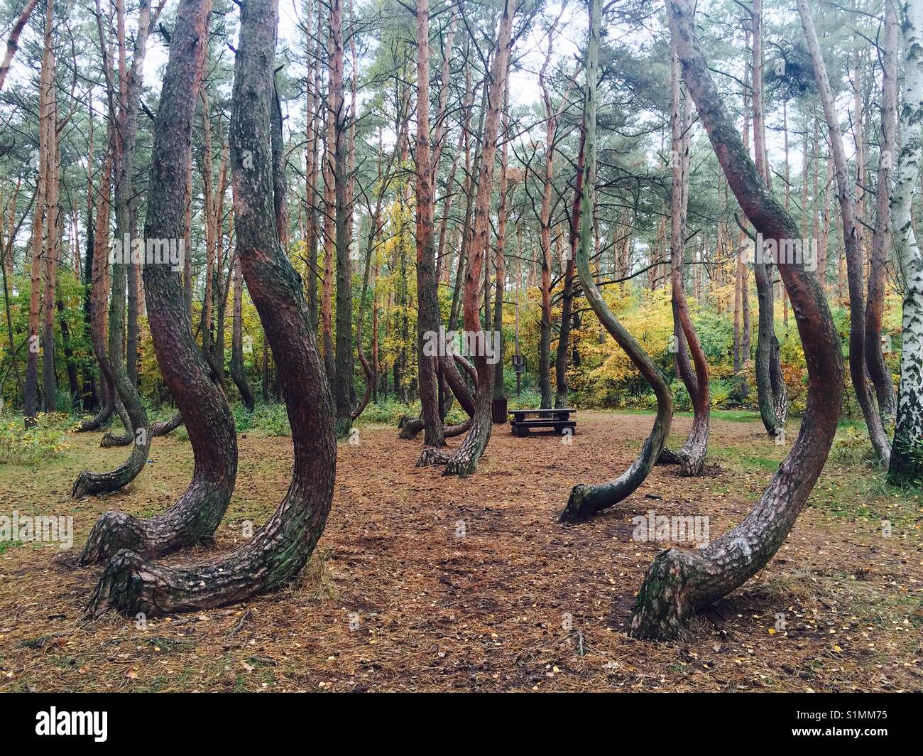 The crooked forest (Polish: Krzywy Las), is a grove of oddly shaped pine trees located outside Nowe Czarnowo, West Pomerania, Poland. Stock Photo