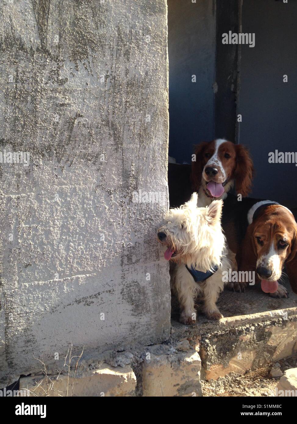 Neighborhood watch, The neighbourhood, Dogs Neighborhood watch, The neighbourhood, Dogs