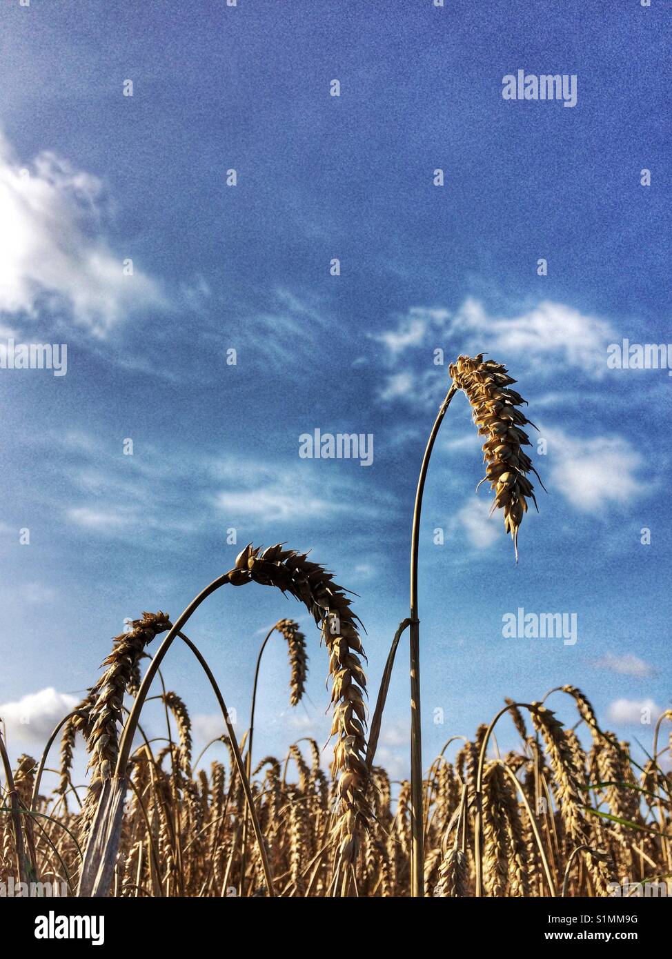 A field of wheat showing the ears of wheat in close up with a blue sky ...