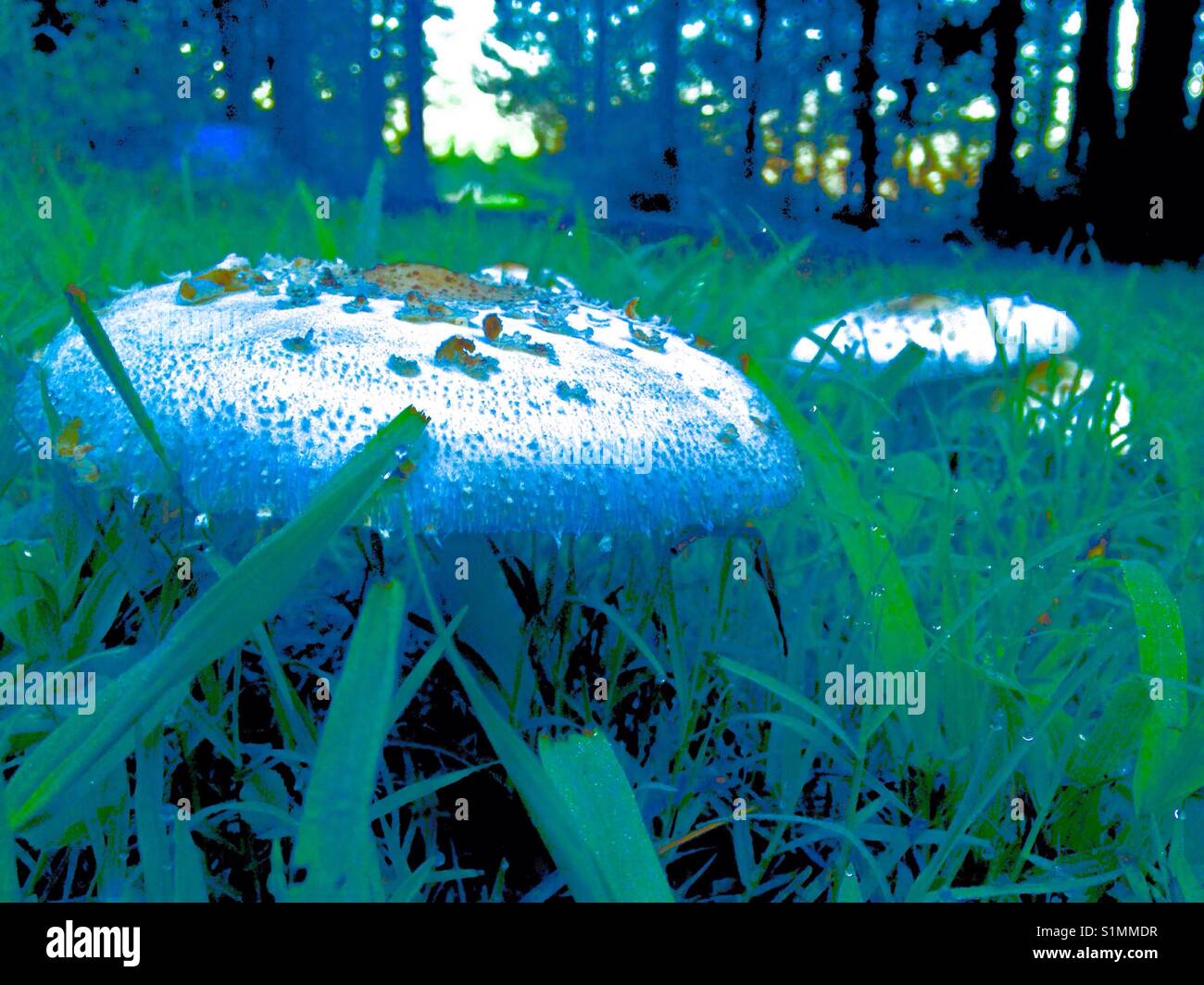 Mowers mushroom with blue filter in green grass with woods on background - Smartphone Captured Stock Image