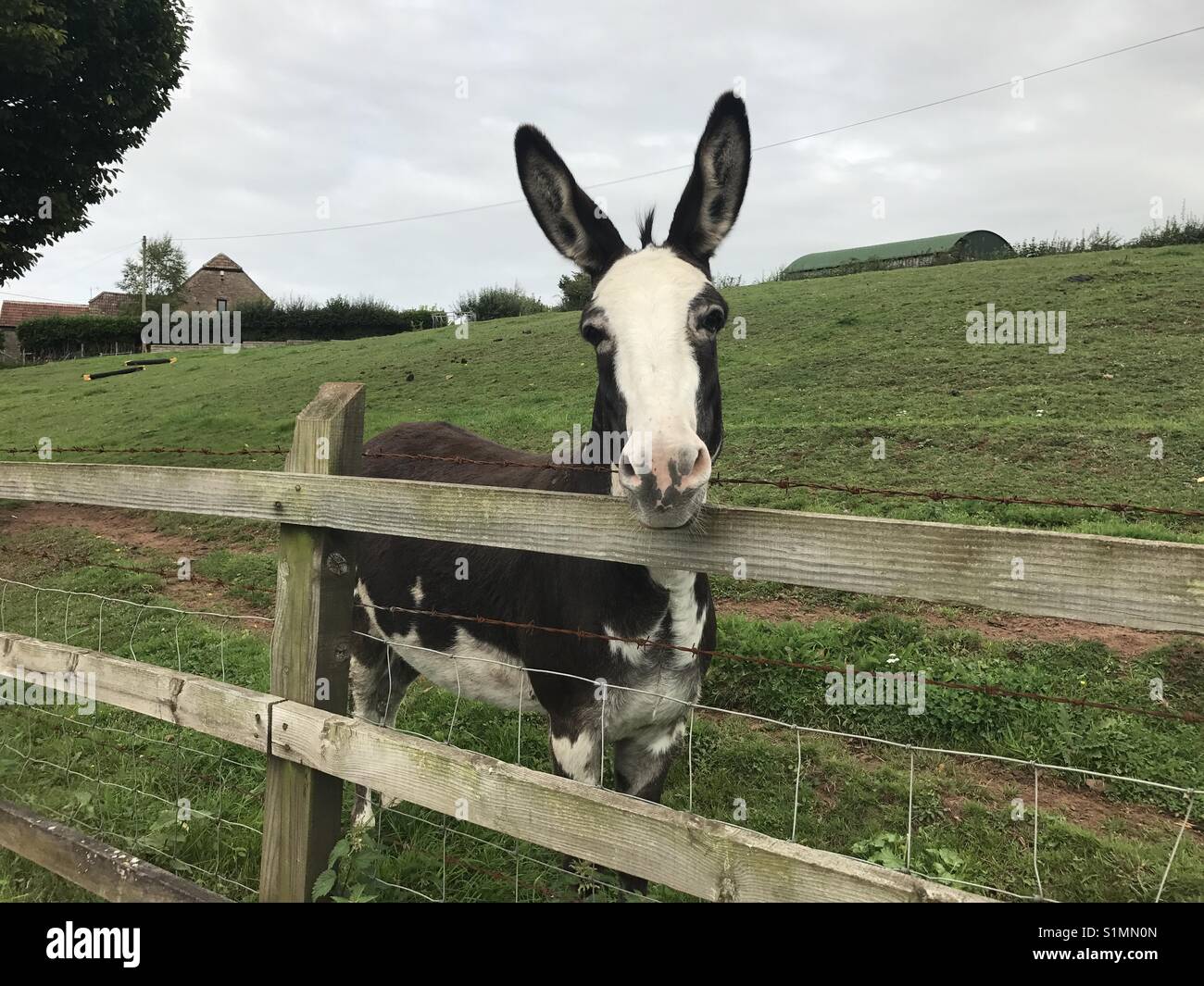 Donkey in a field behind a fence Stock Photo - Alamy
