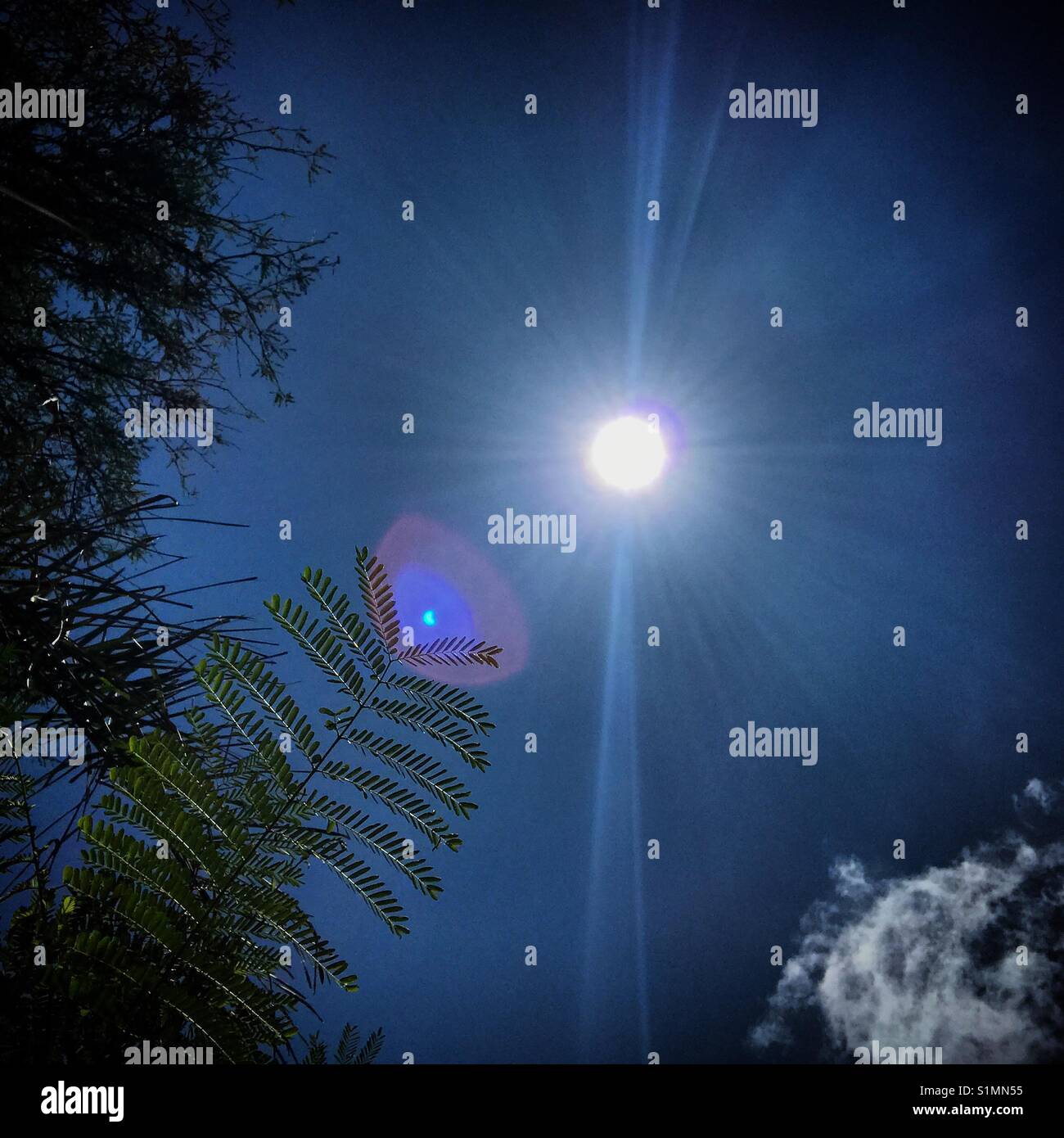 The solar eclipse seen in a garden in Mexico - Smartphone Captured Stock Image