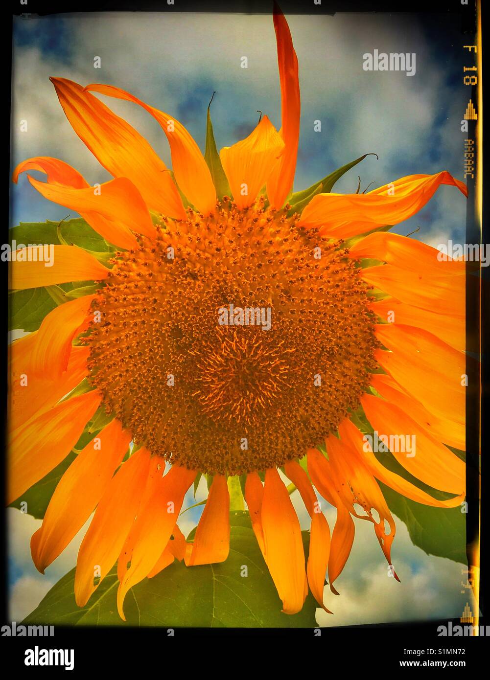 Drooping sunflower hires stock photography and images Alamy