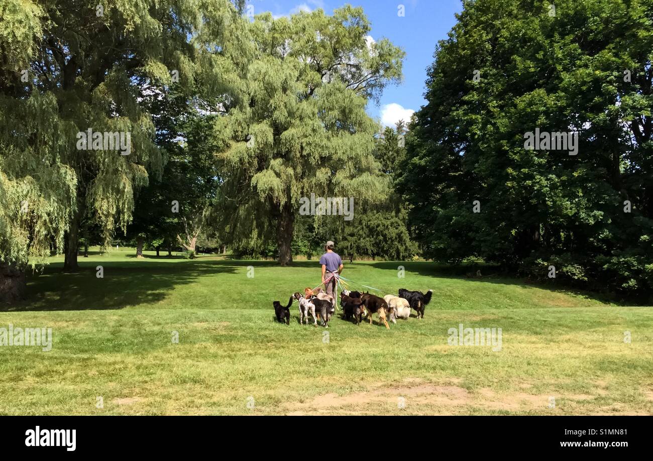 Dog walker in a park - Smartphone Captured Stock Image