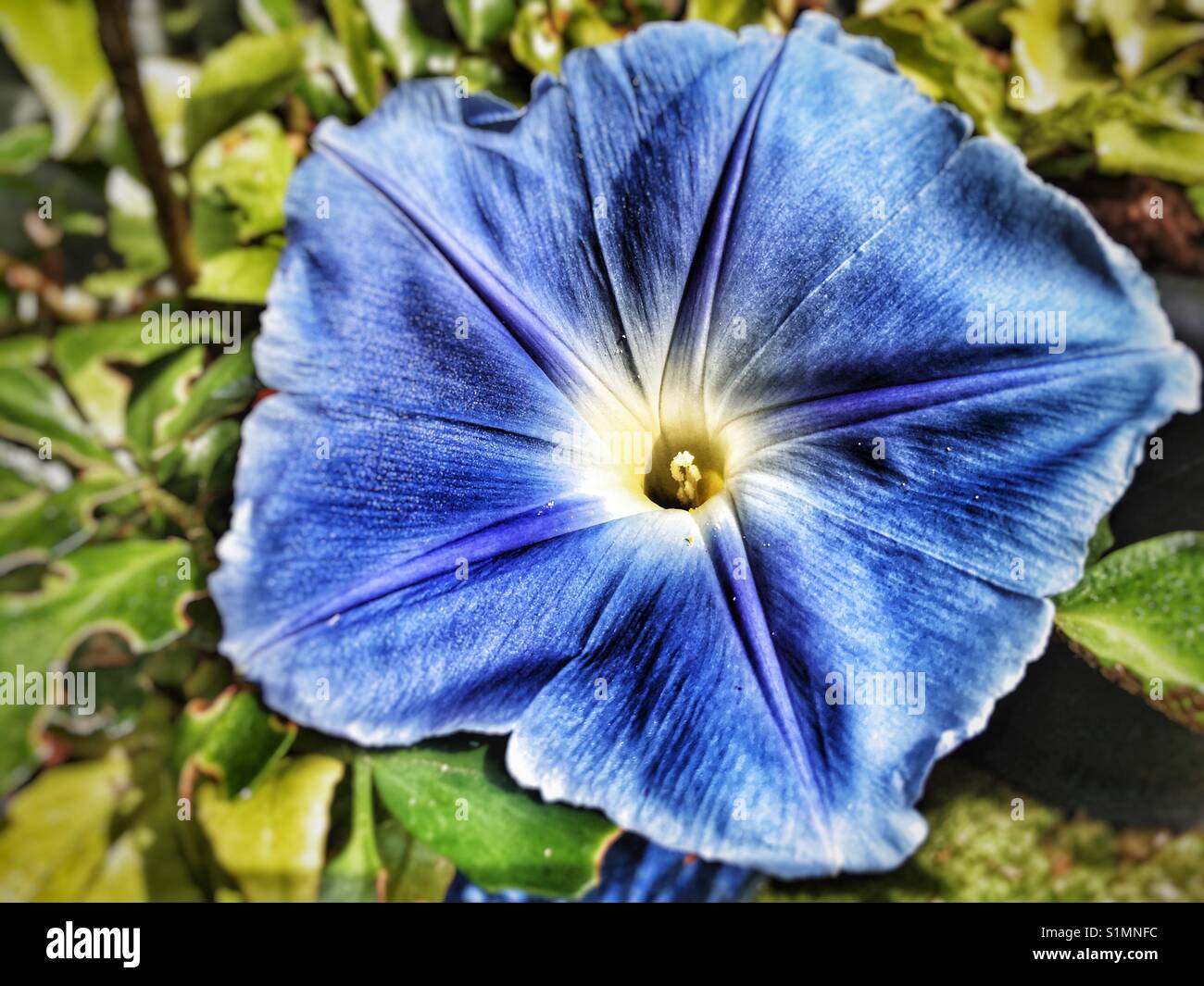 Morning Glory flower - Smartphone Captured Stock Image