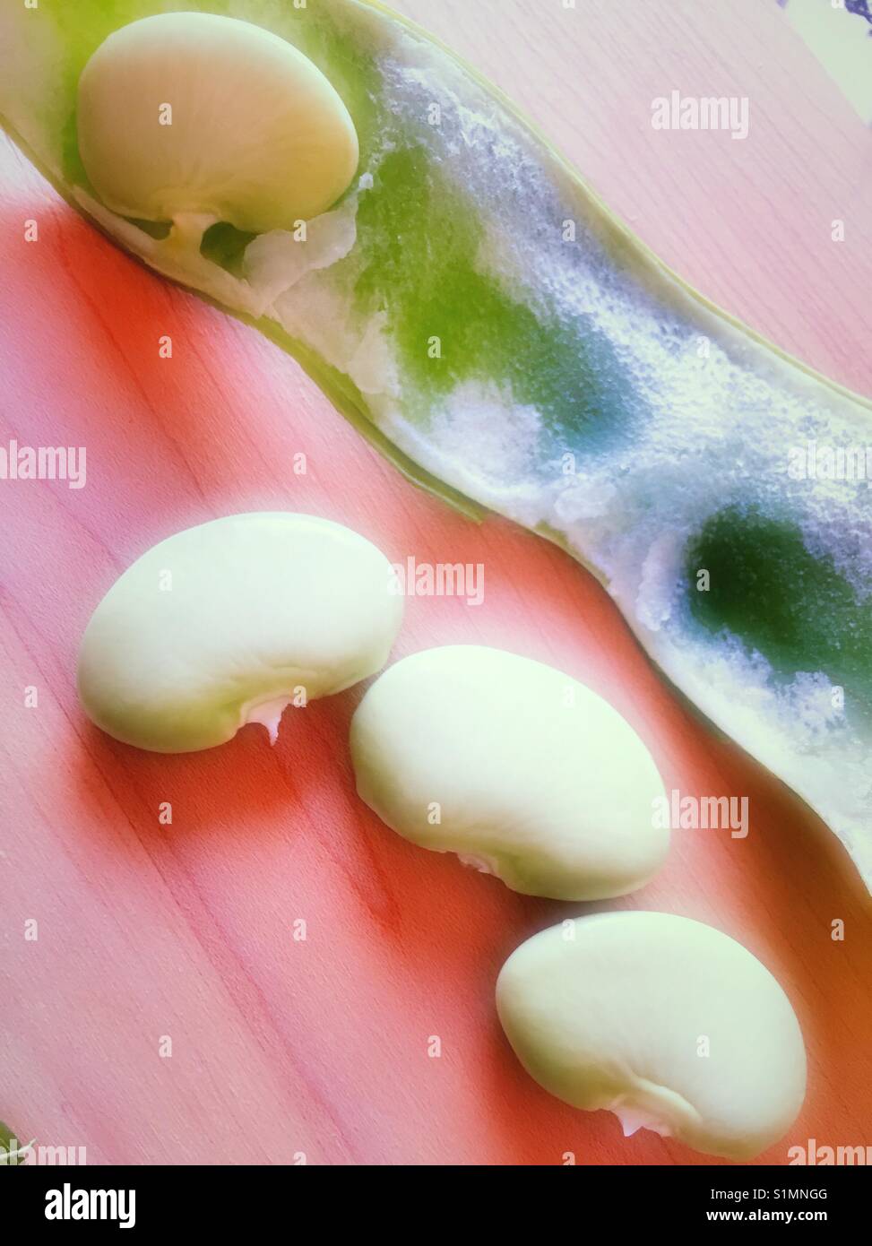 Fresh Dr. Martin heirloom lima beans, USA Stock Photo Alamy