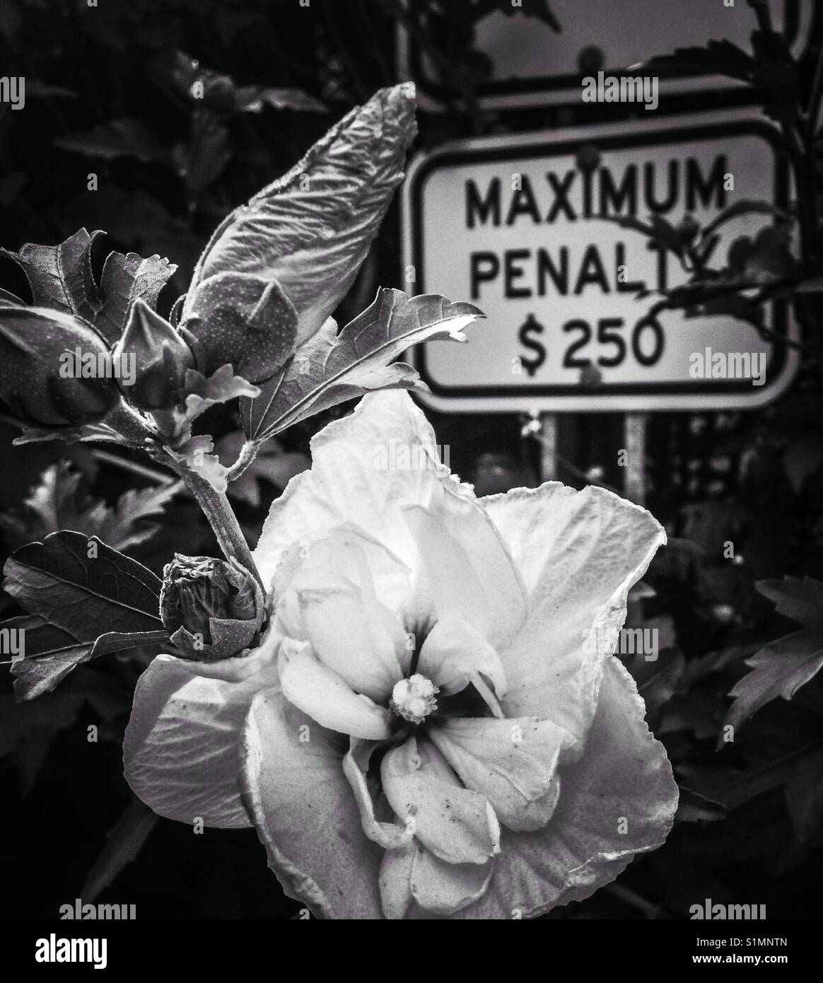 Hibiscus, bud, and serious warning- black and white photo of a hibiscus blossom and bud in front of sign warning 'maximum penalty $250' - Smartphone Captured Stock Image