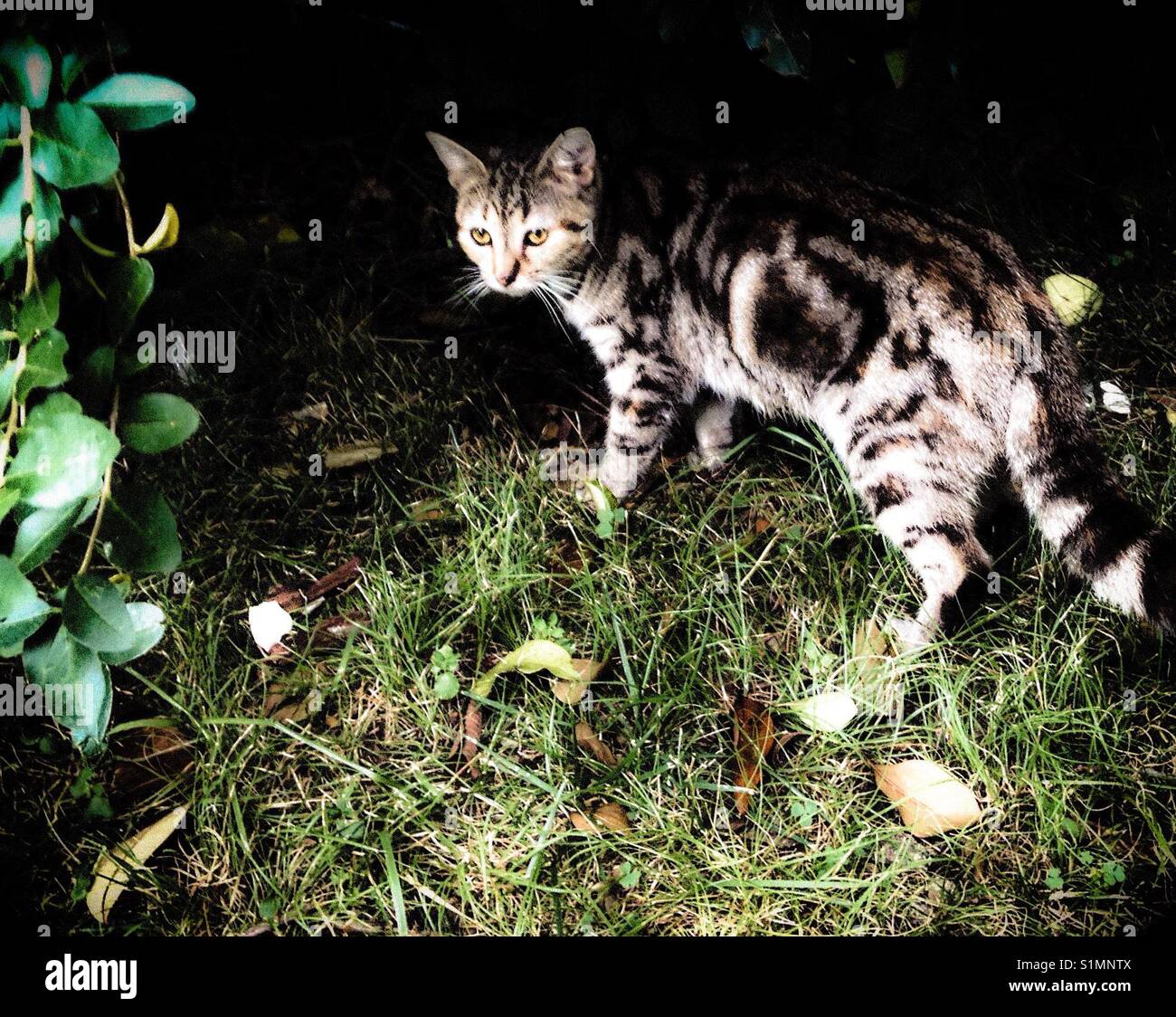 Feral cat pauses for possibility of food - Smartphone Captured Stock Image