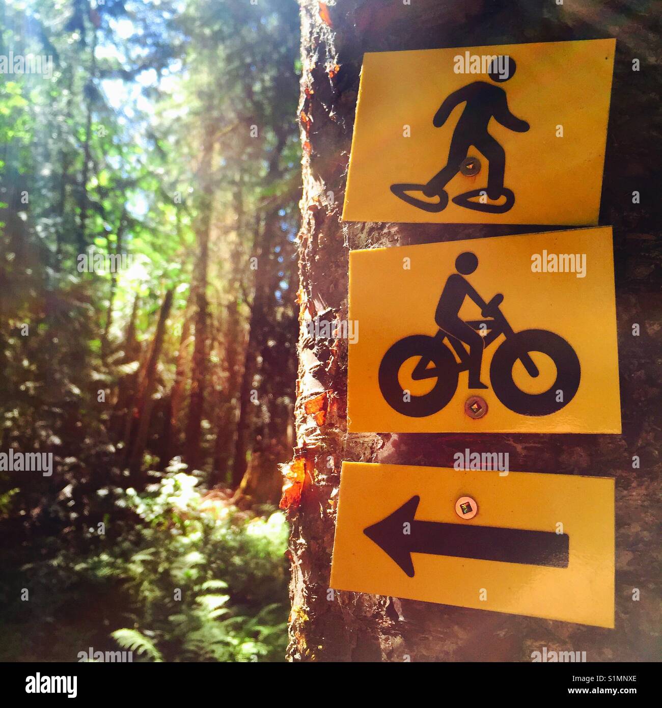 Signs posted on a tree pointing to the snowshoe and bike trails Stock Photo