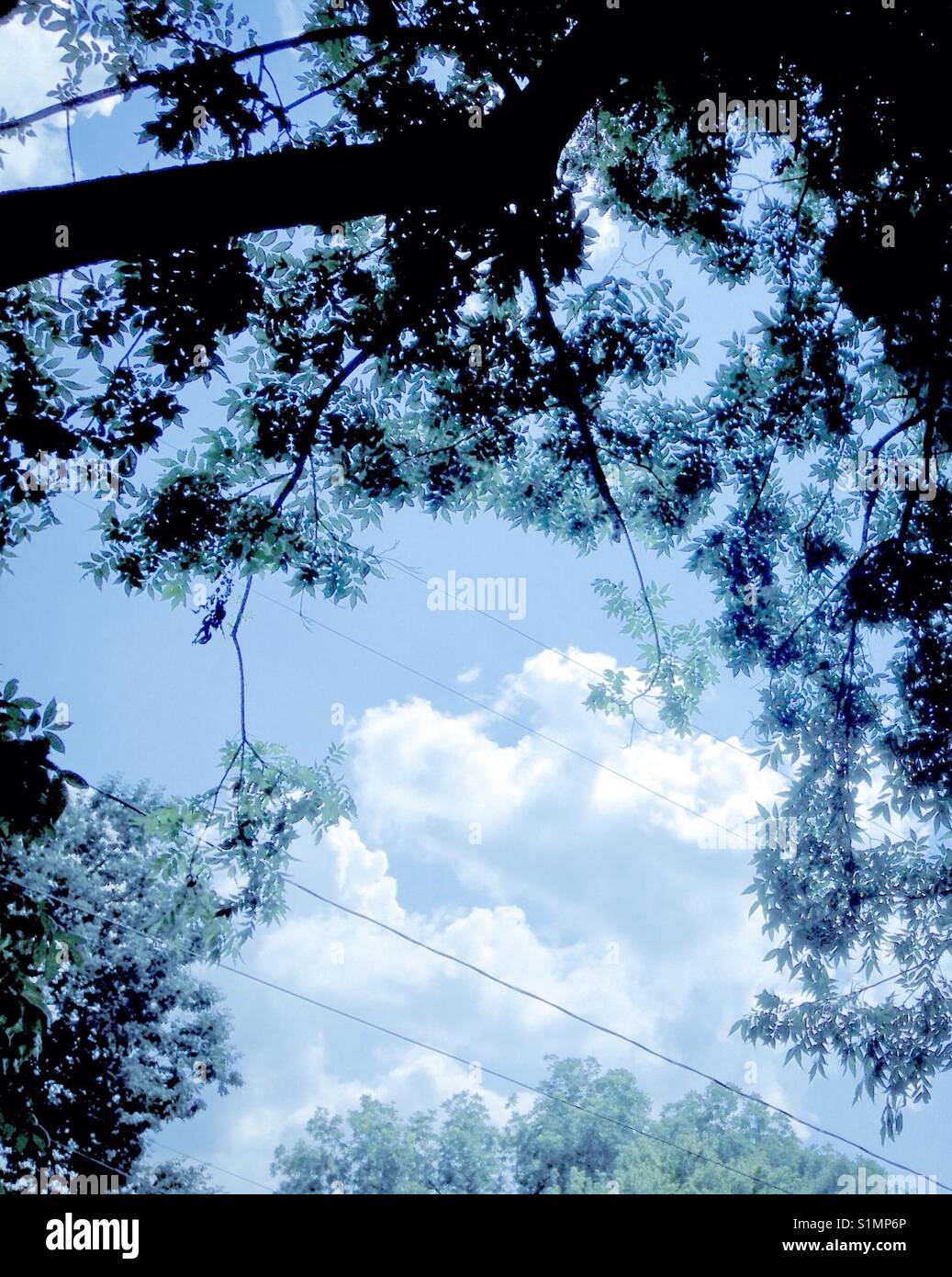 Blue clouded sky with Pin Oak leaves for fringe-like border - Smartphone Captured Stock Image