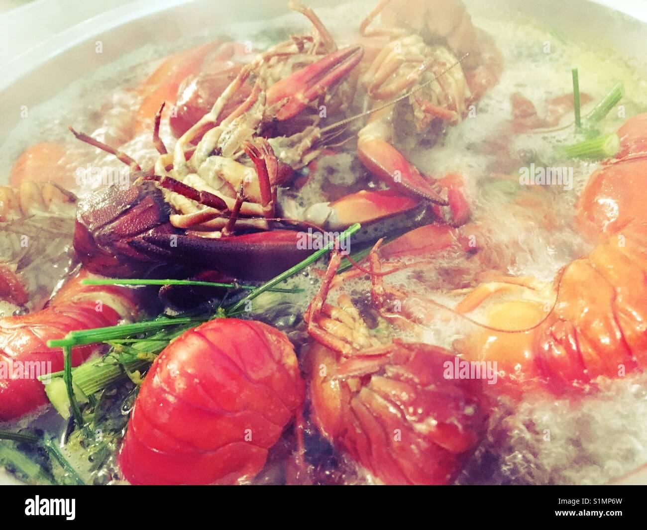 Crayfish cooking in stock for swedish kräftskiva party in august Stock Photo