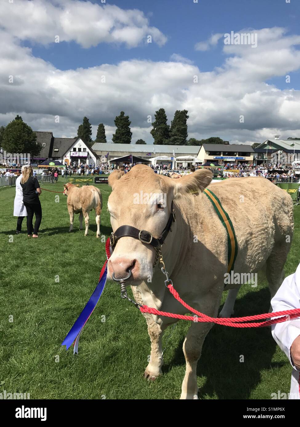 British Blonde bull in the judging ring at the Royal Welsh Show 2017 Stock Photo