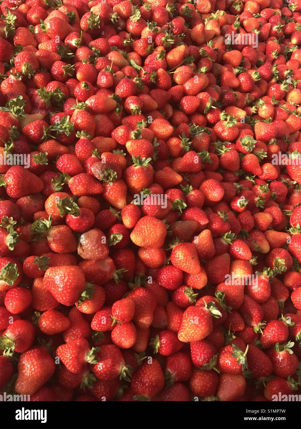 Waste strawberries, not good enough for supermarkets Stock Photo Alamy