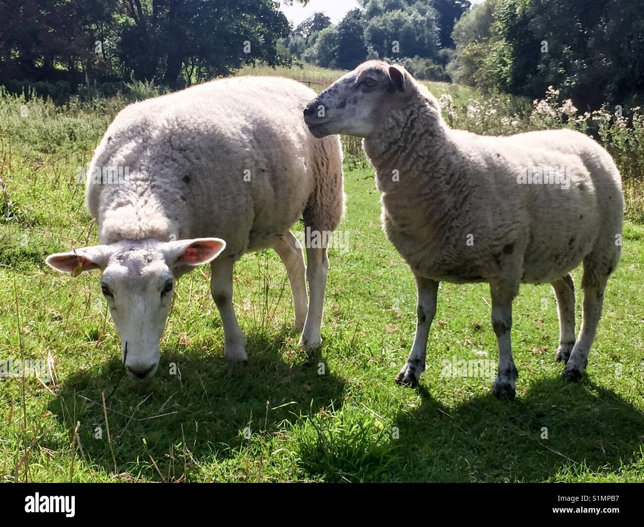 Ruminant herbivores hires stock photography and images Alamy