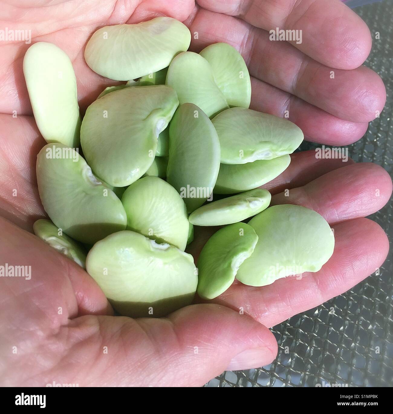 Fresh Dr. Martin heirloom lima beans, USA Stock Photo Alamy