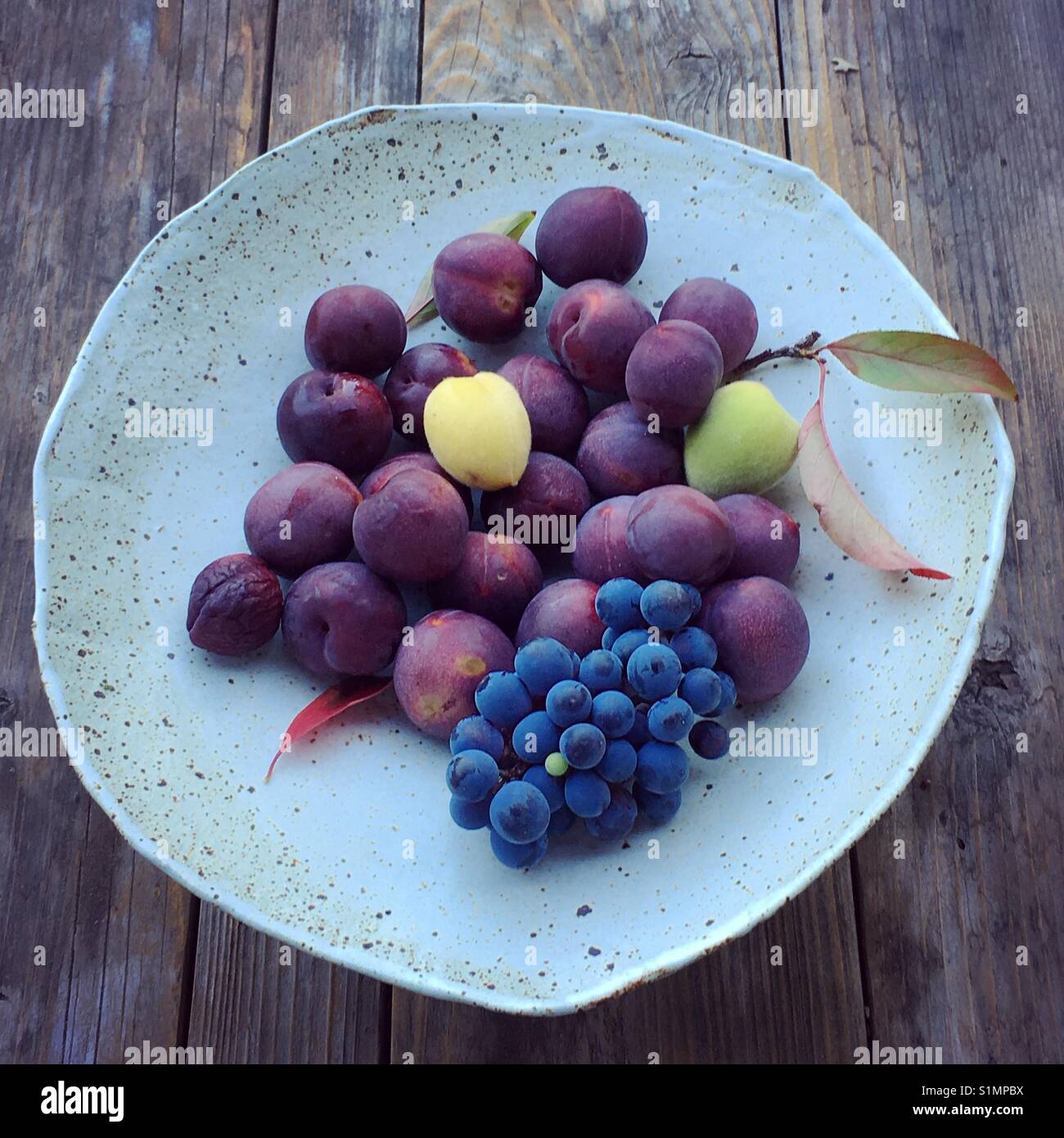 Plums and grapes picked from garden in white ceramic bowl - Smartphone Captured Stock Image