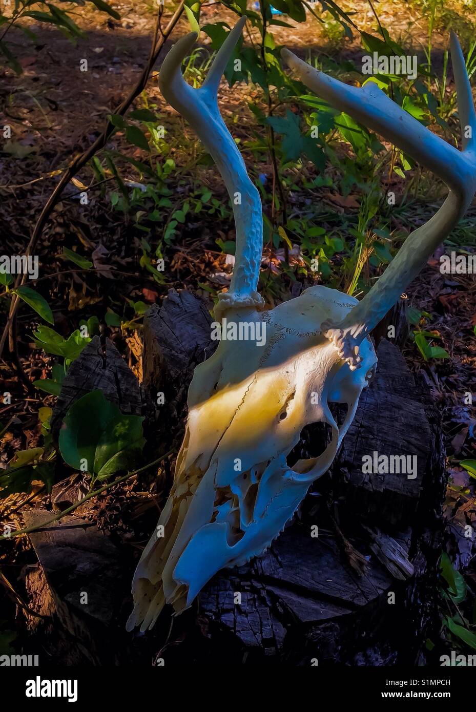 Vivid photo of white-tailed deer skull - outdoors - Smartphone Captured Stock Image