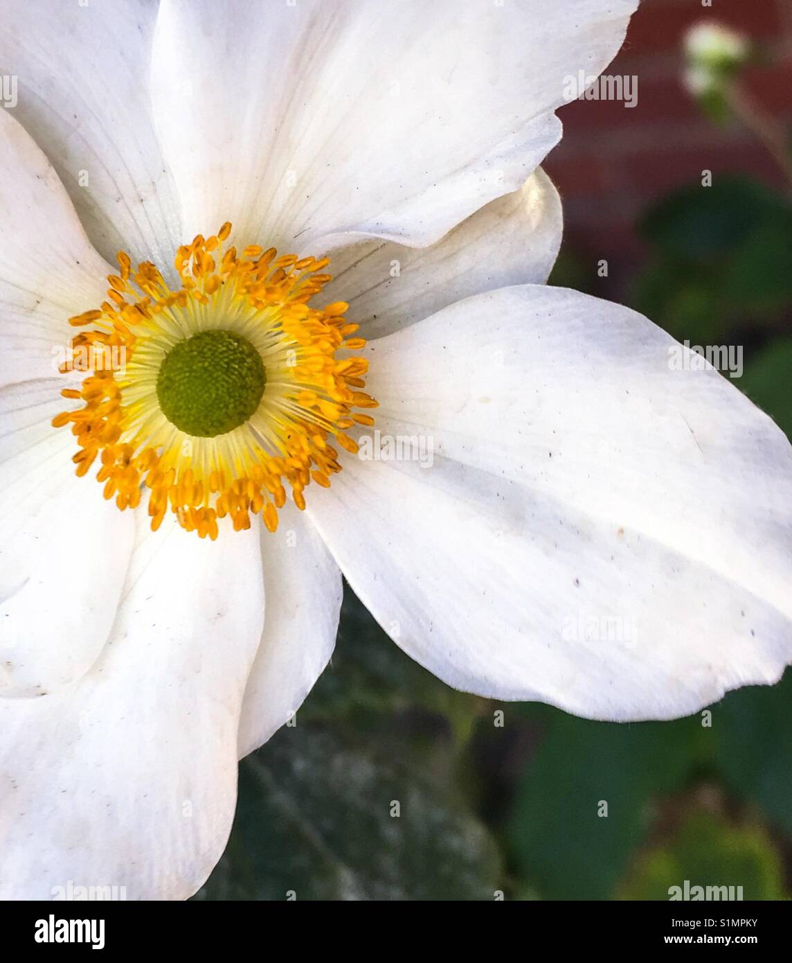 Anemone flower in white with yellow center Stock Photo Alamy