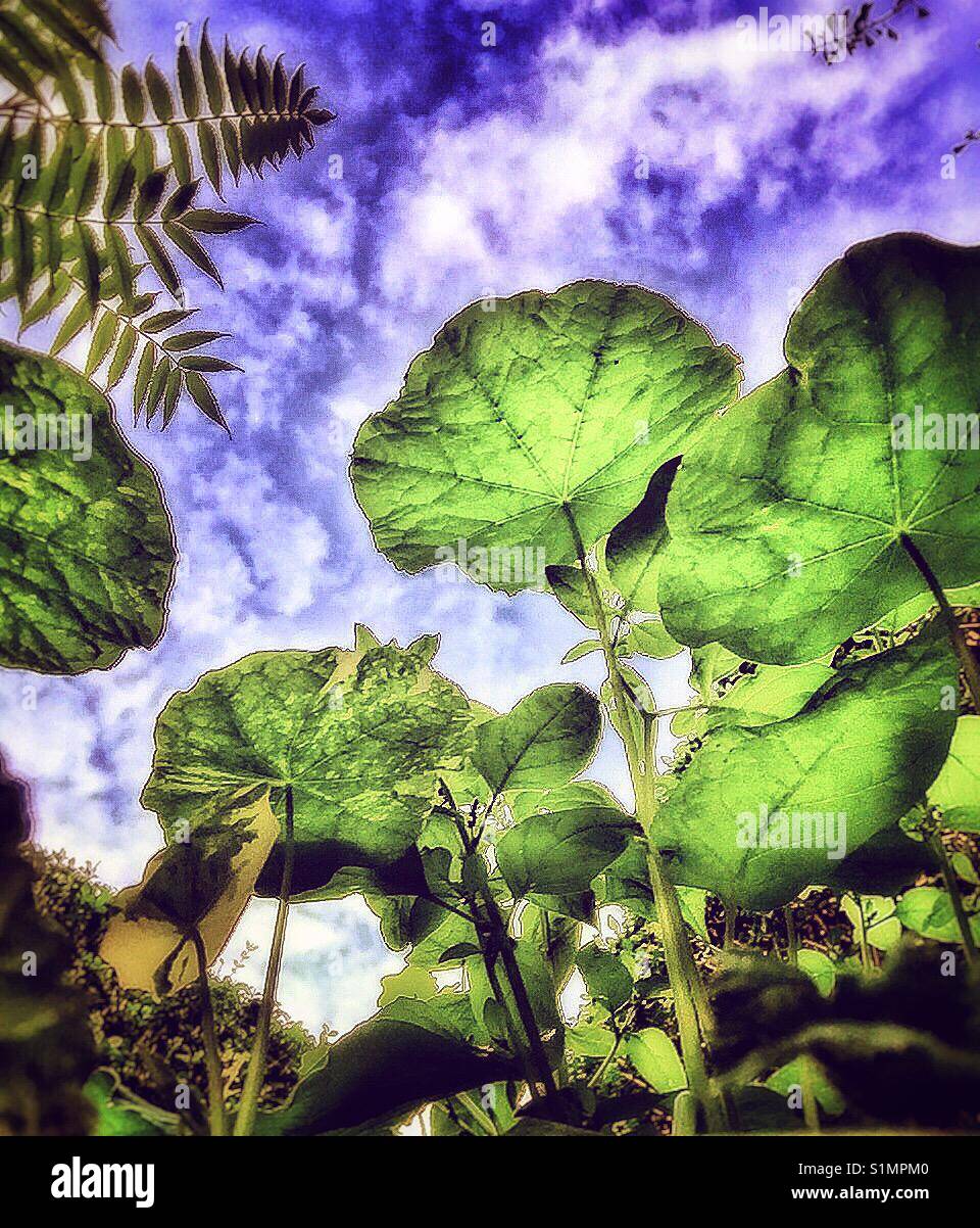 Nasturtium leaves from below. - Smartphone Captured Stock Image