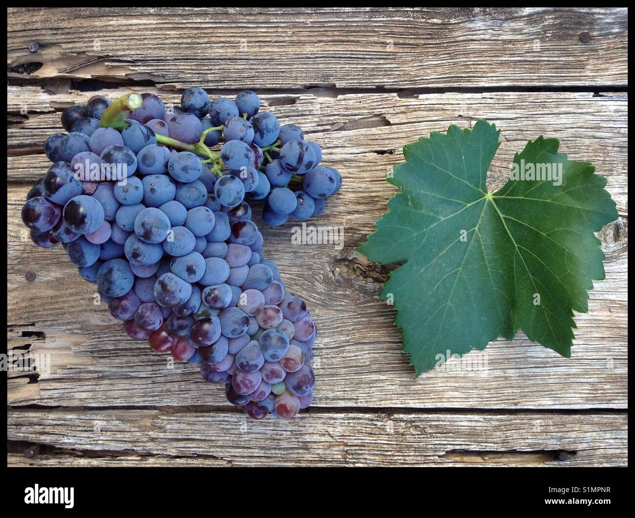 Grenache VCR3 grapes at harvest (with leaf sample), Catalonia, Spain