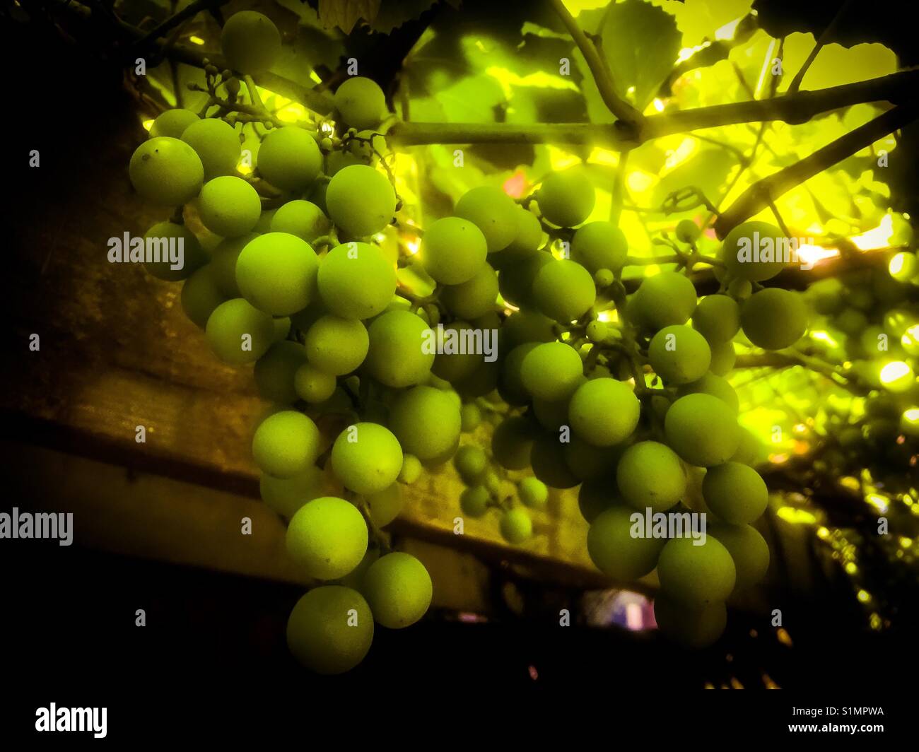 Concord grapes - Smartphone Captured Stock Image