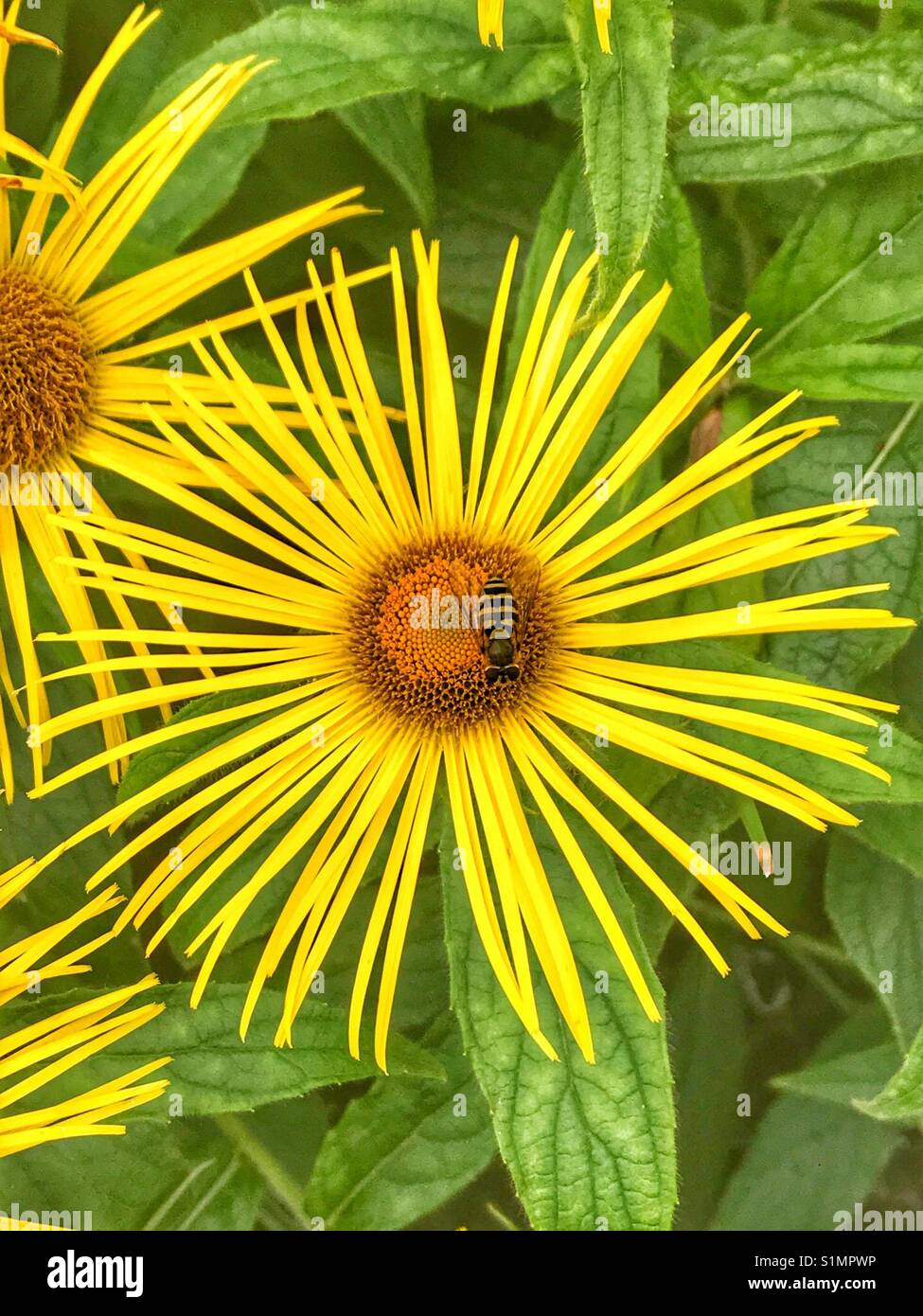 Beautiful large flower of Inula hookeri daisy with hover fly gathering pollen Stock Photo