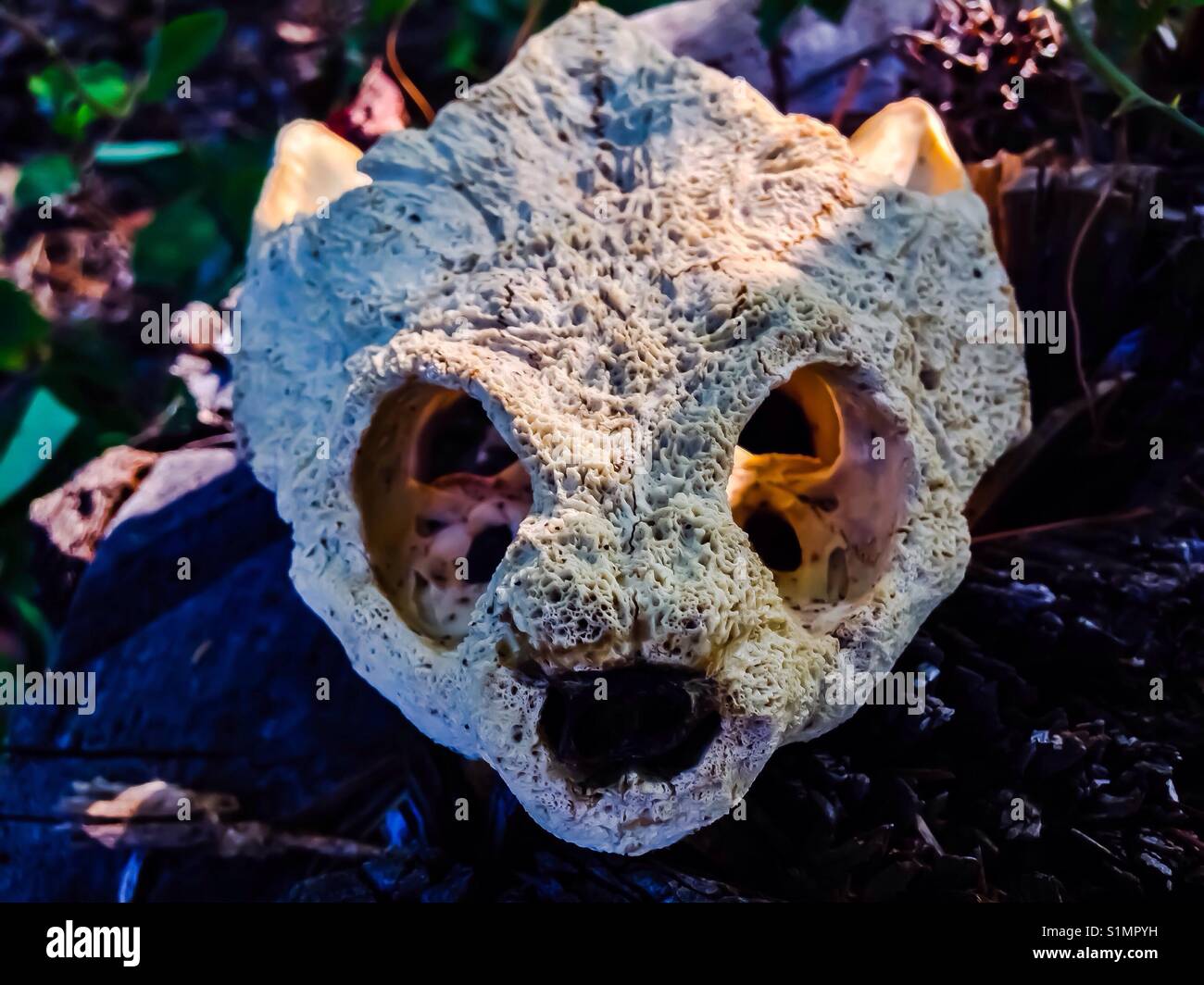 Front on view of snapping turtle skull-North Carolina - Smartphone Captured Stock Image