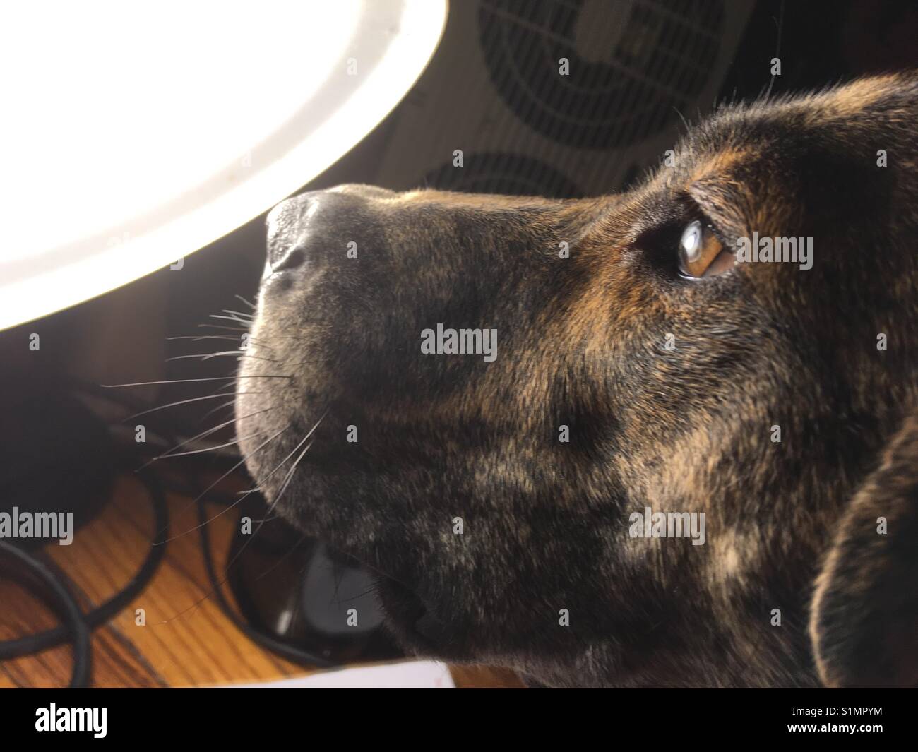 Dog light with fans in back ground Stock Photo Alamy