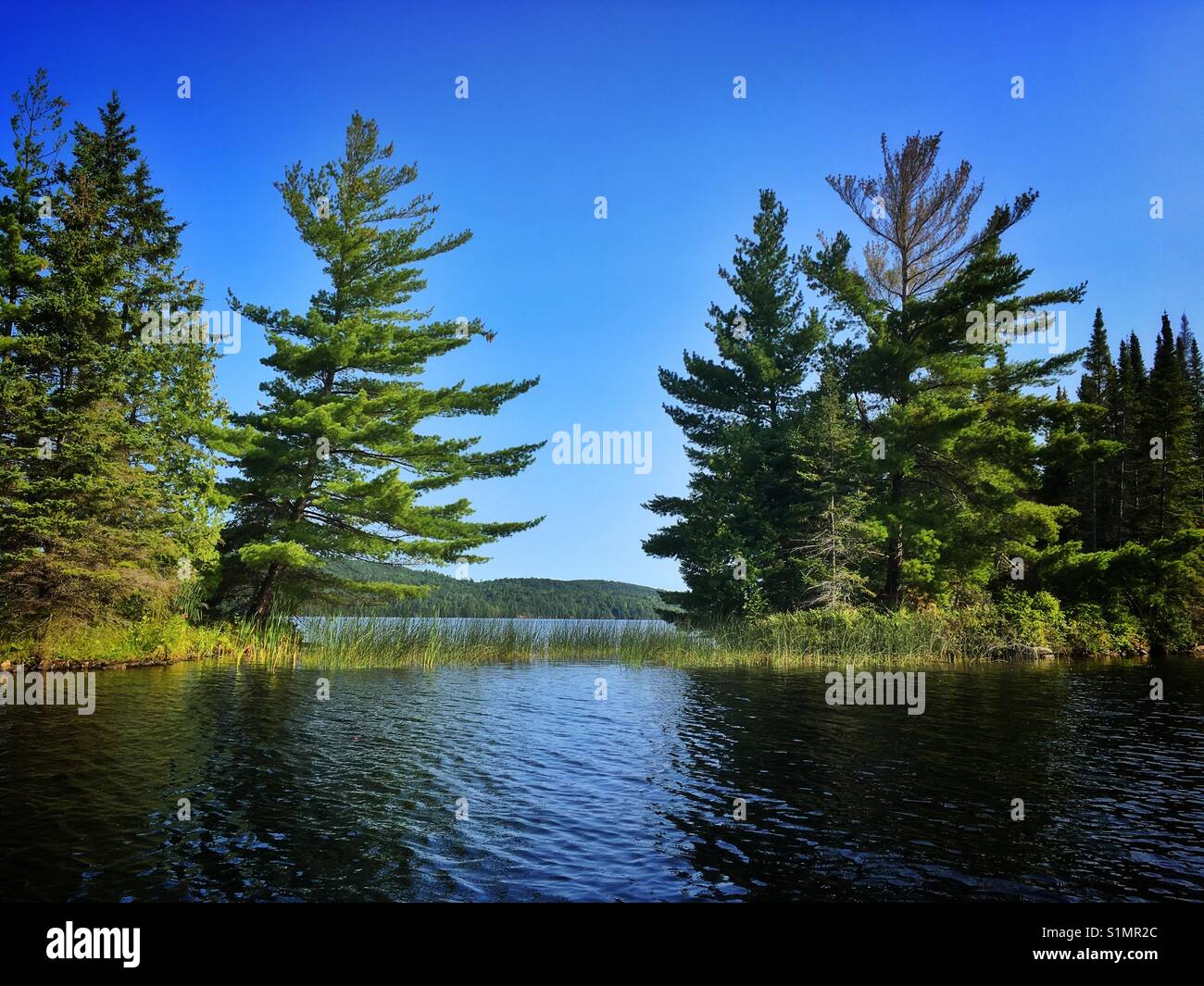 The trees and the weeds on Black Donald Lake in Ontario, Canada, August 2017 - Smartphone Captured Stock Image