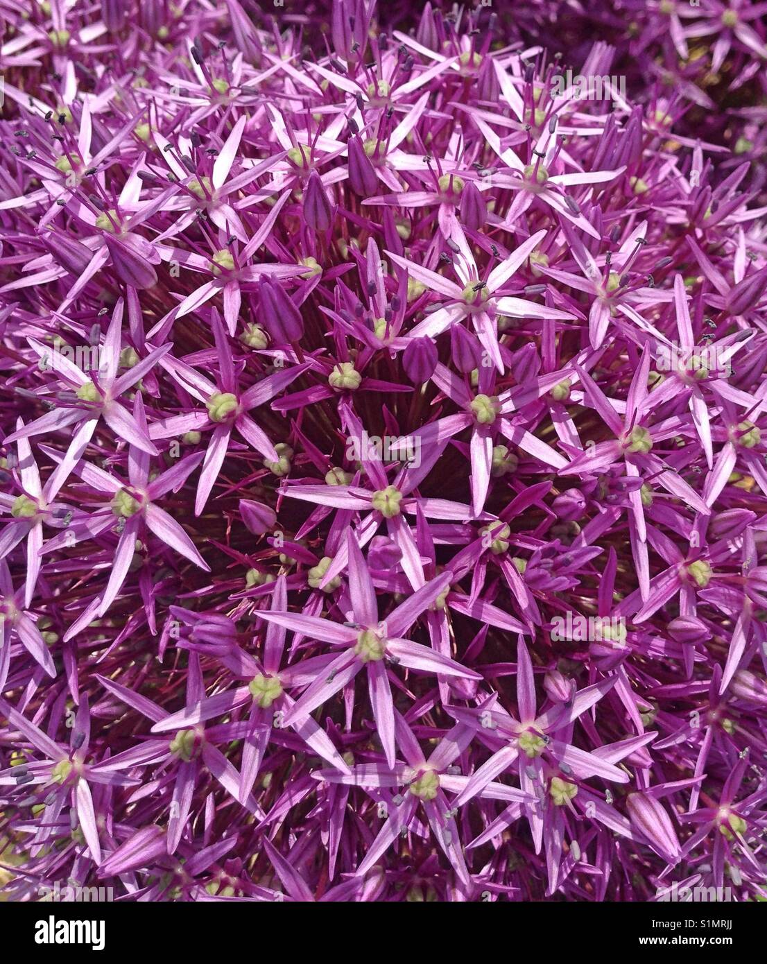 Close-up of a purple Allium flower Stock Photo